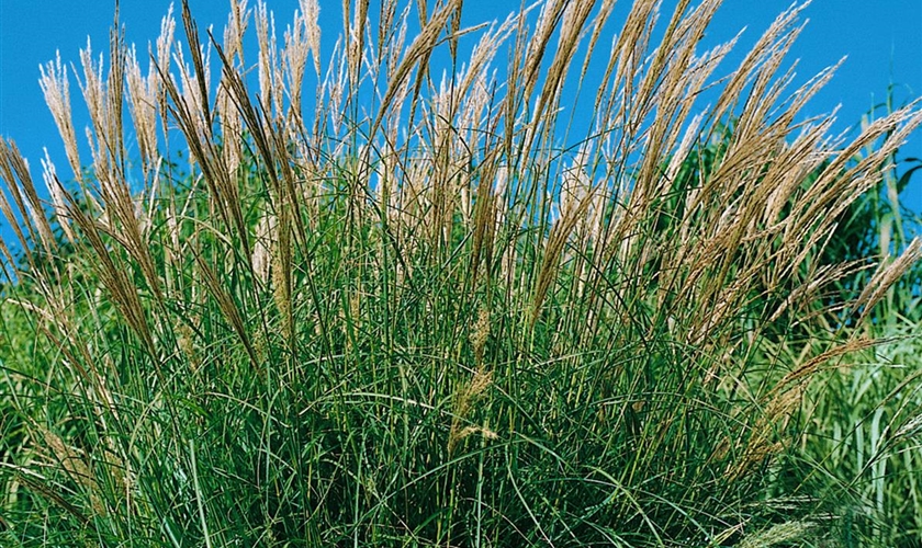 GartenChinaschilf 'Yaku Jima' Floragard Pflanzeninfothek