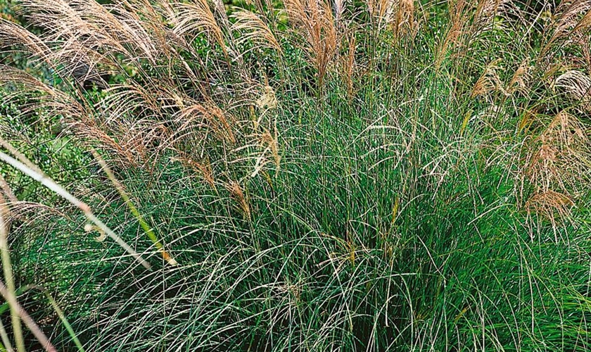 GartenChinaschilf 'Yaku Jima' Floragard Pflanzeninfothek