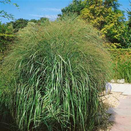 Kleines GartenPfeifengras 'Heidebraut' Floragard Pflanzeninfothek