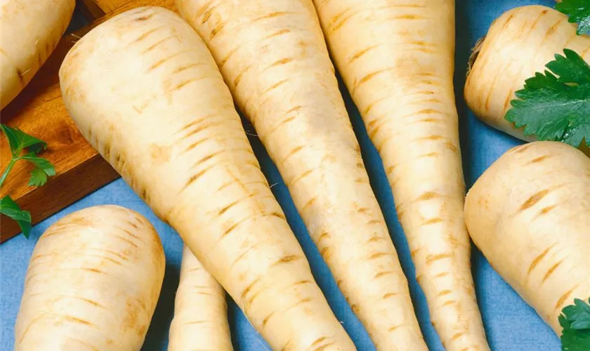 Pastinake Pflanze, Pflege & Tipps Floragard