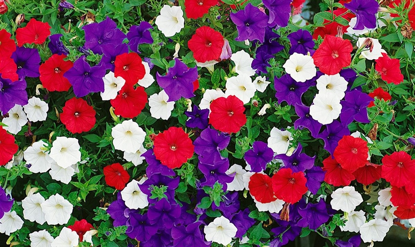 Petunie 'SURFINIA'™ Floragard Pflanzeninfothek Petunie 'SURFINIA'™ Floragard Pflanzeninfothek