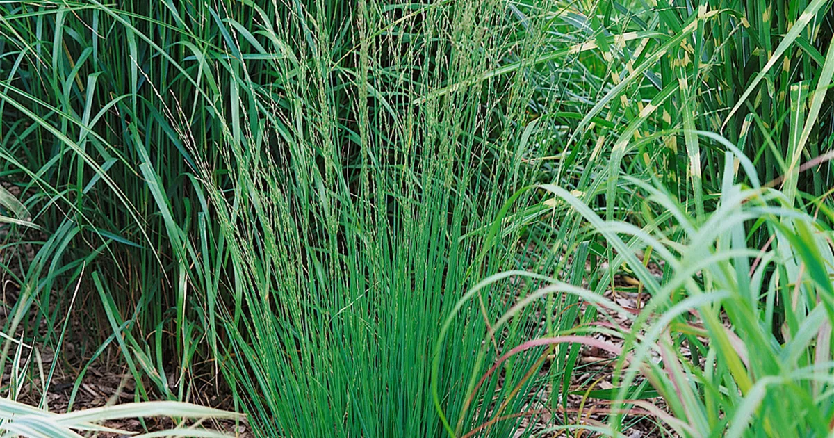 Kleines GartenPfeifengras 'Heidebraut' Pflanze, Pflege & Tipps Floragard