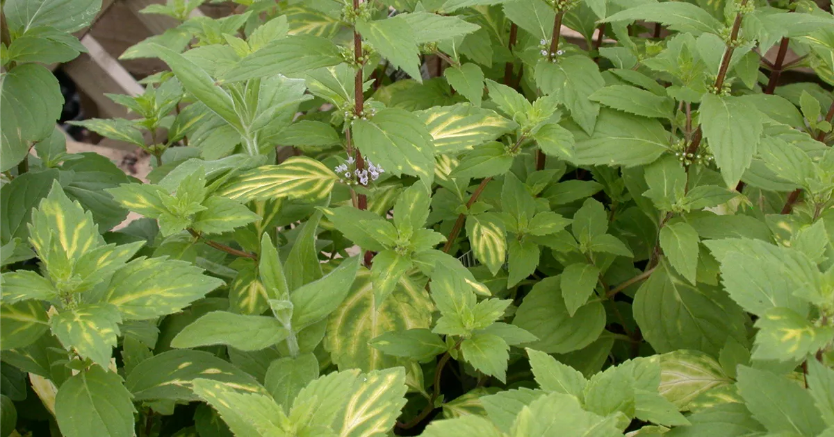 Minze 'Emerald & Gold' Pflanze, Pflege & Tipps Floragard