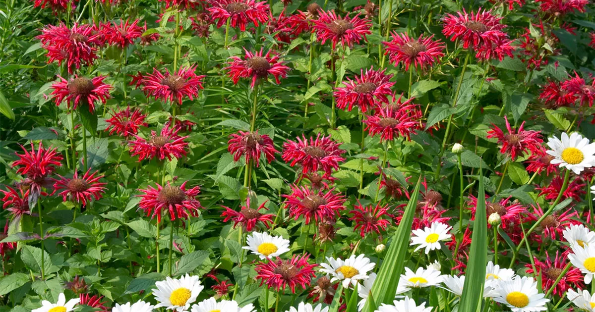 GartenIndianernessel 'Jacob Cline' Pflanze, Pflege & Tipps Floragard