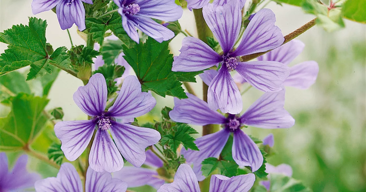 Garten Malve 'Blue Vein' Pflanze, Pflege & Tipps Floragard