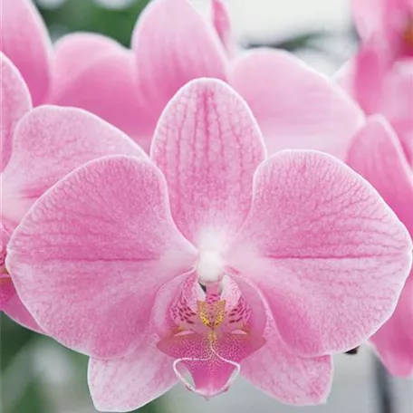 Großblütige Phalaenopsis