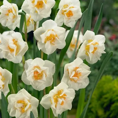 Narcissus 'Double Fun'