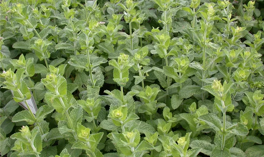 Mentha suaveolens 'Obstduft'