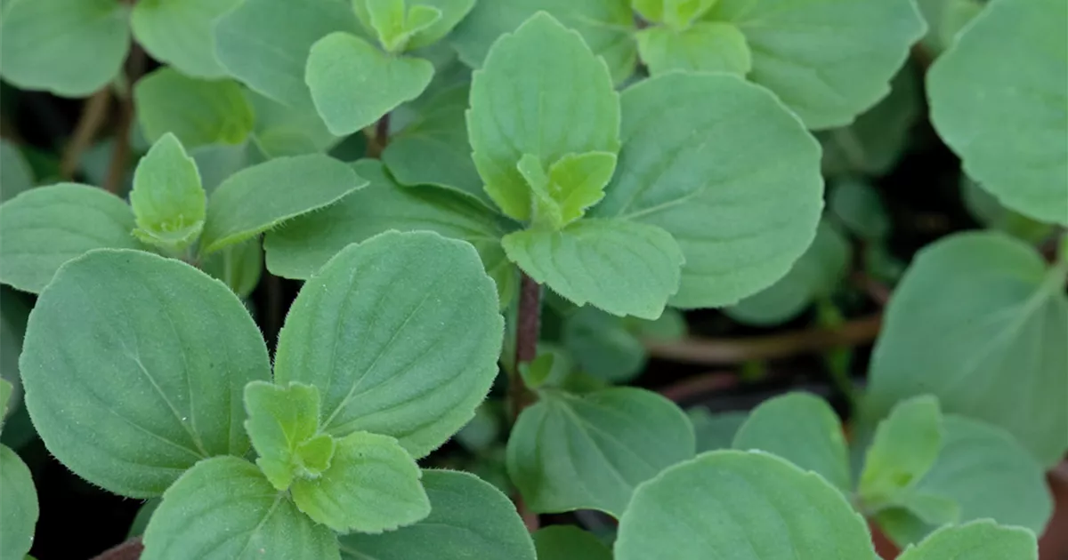 EdelMinze Pflanze, Pflege & Tipps Floragard