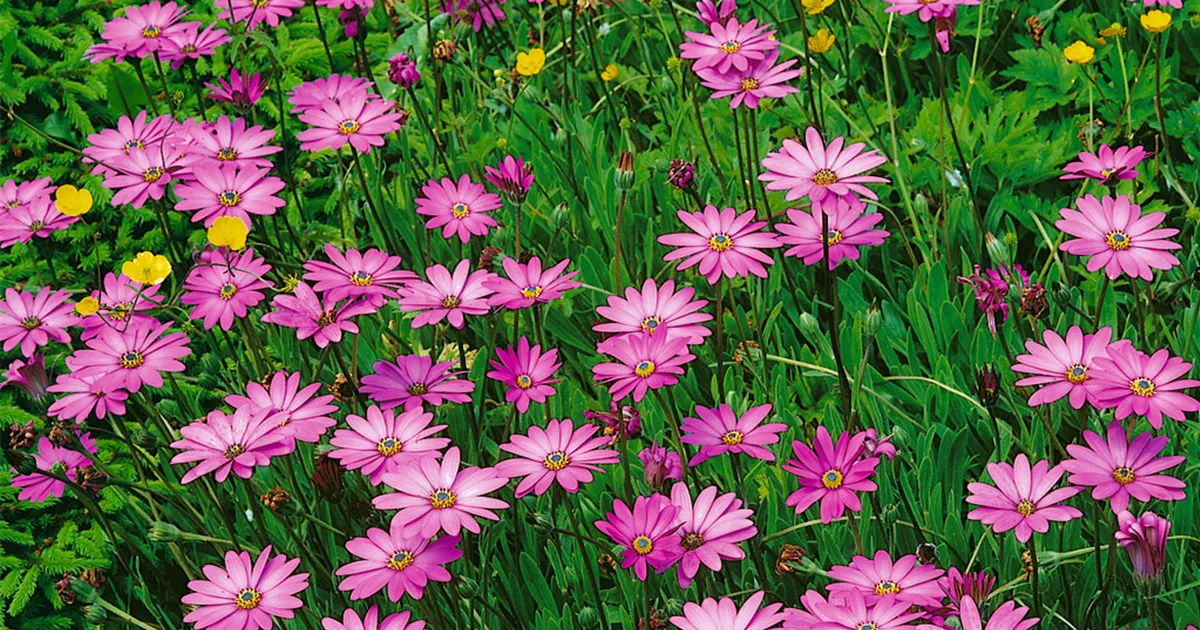 Bornholmer Margerite Pflanze, Pflege & Tipps Floragard