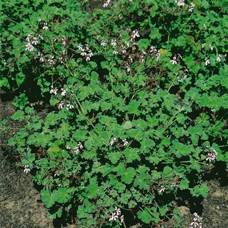 Pelargonium floribundum