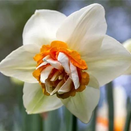 Narcissus 'Extravaganza'