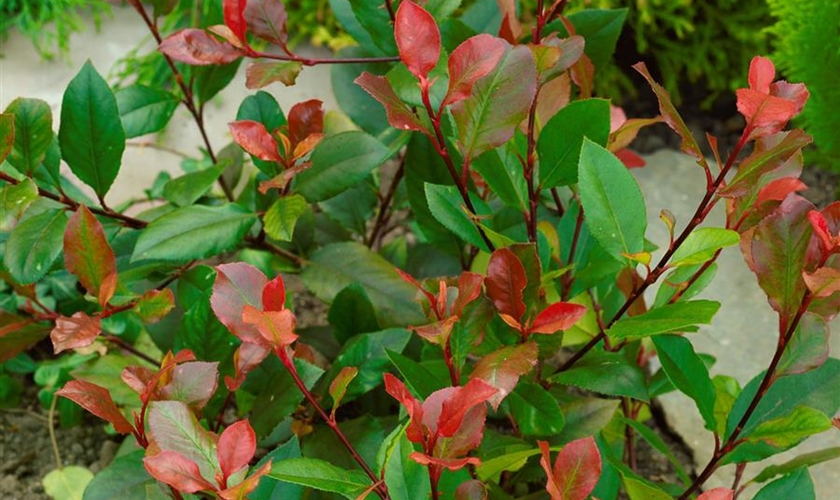 500 Glanzmispel Red Robin Samen - Garten Pflanzen Samen Set