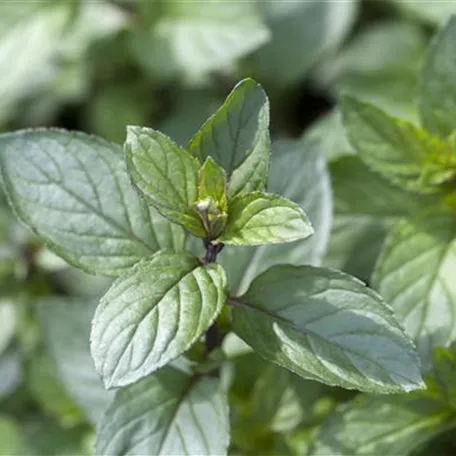 Mentha x piperita 'After Eight'