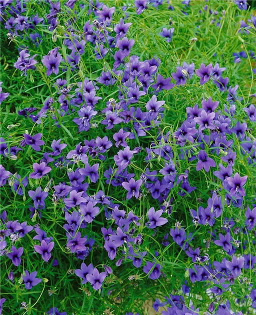 Suposiciones, suposiciones. Adivinar Laos Chapoteo Falsche Lobelie 'Regal Purple' Pflanze, Pflege & Tipps ▷ Floragard Suposiciones, suposiciones. Adivinar Laos Chapoteo Falsche Lobelie 'Regal Purple' Pflanze, Pflege & Tipps ▷ Floragard