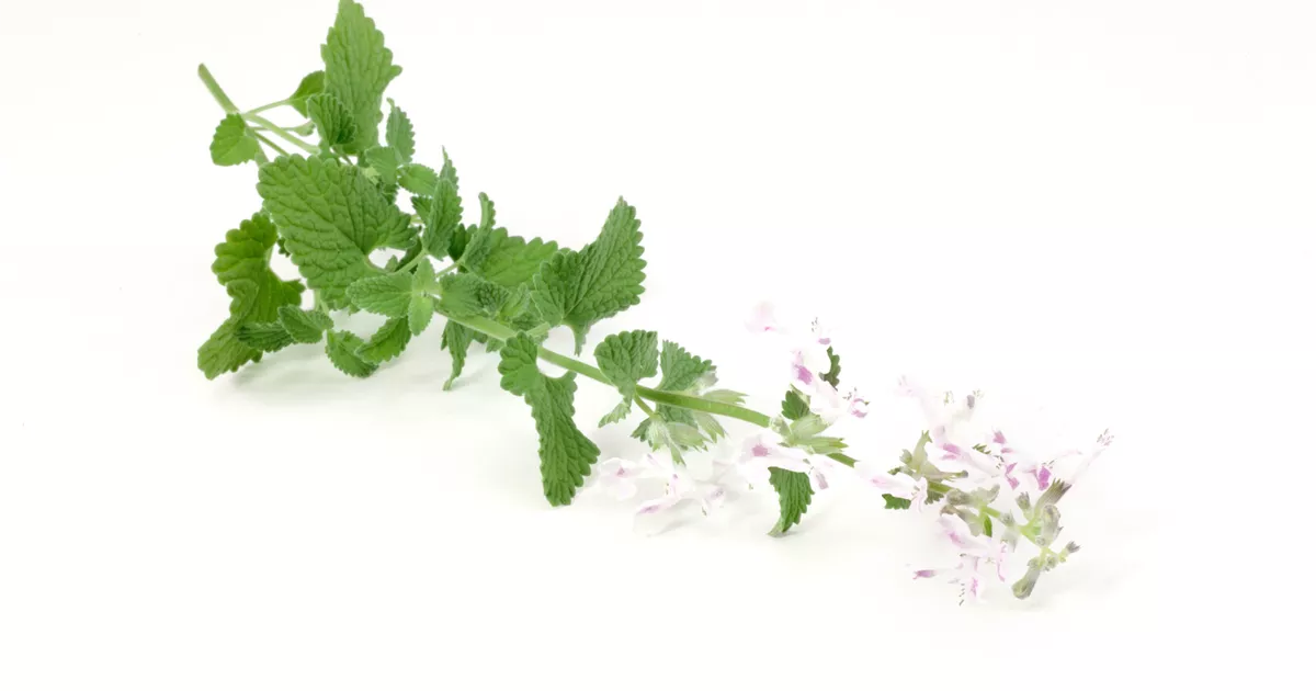Echte Katzenminze 'Citriodora' Pflanze, Pflege & Tipps Floragard