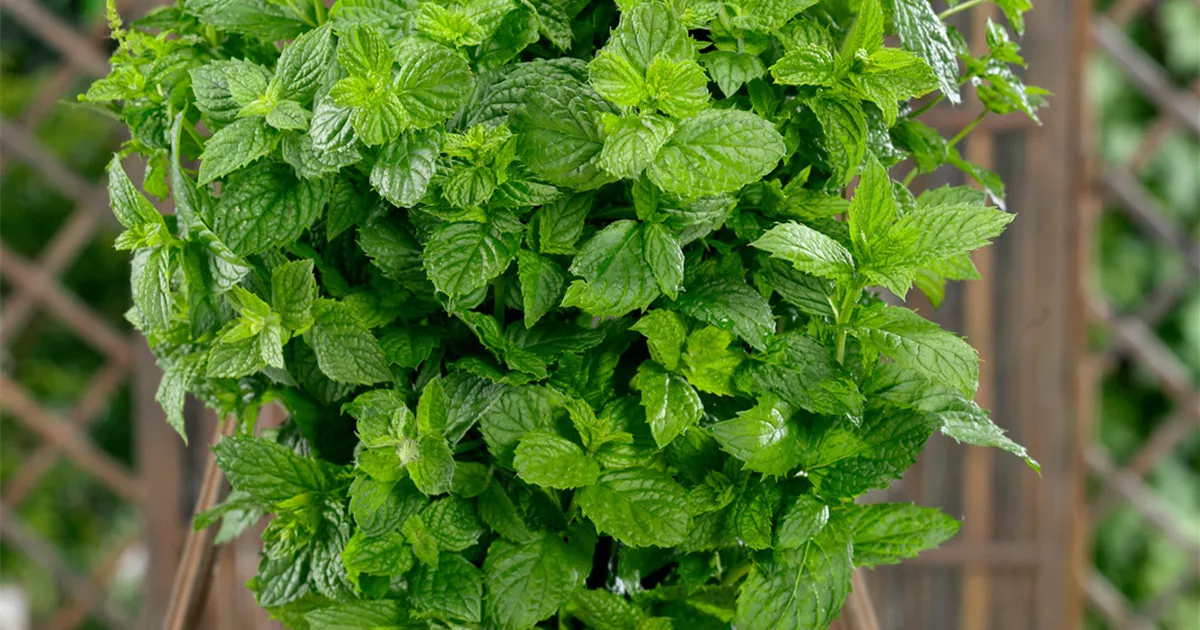 GartenMinze 'Cinderella' Pflanze, Pflege & Tipps Floragard
