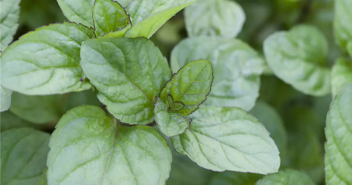 OrangenMinze Pflanze, Pflege & Tipps Floragard