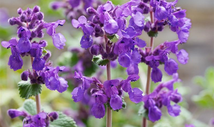 KaukasusKatzenMinze 'Superba' Floragard Pflanzeninfothek