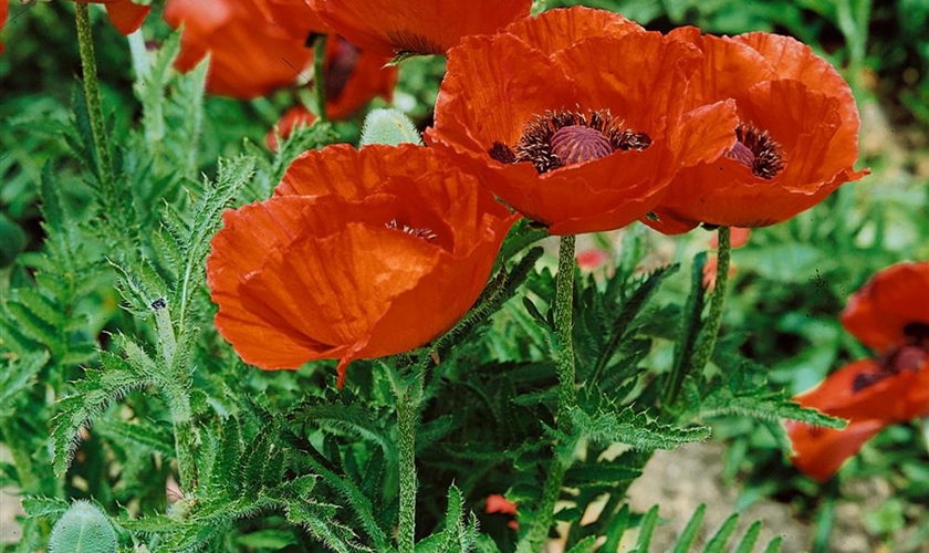 Orientalischer GartenMohn 'Allegro' Floragard Pflanzeninfothek