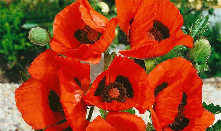 Orientalischer GartenMohn 'Allegro' Floragard Pflanzeninfothek