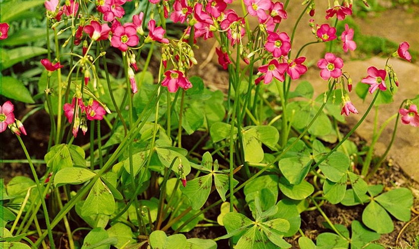 Glücksklee Floragard Pflanzeninfothek