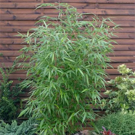 Bambus 'Aureocaulis'