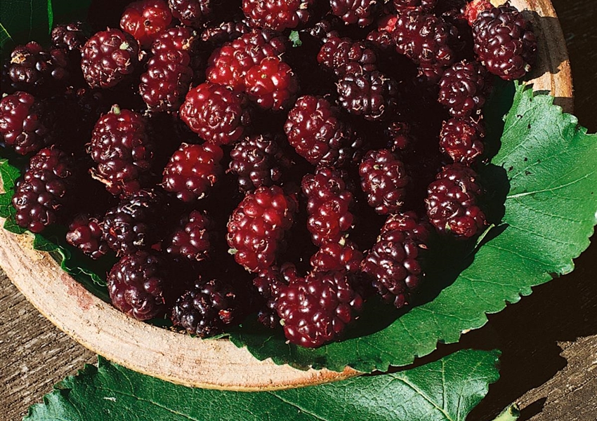 Morus Nigra Wellington Floragard Pflanzeninfothek