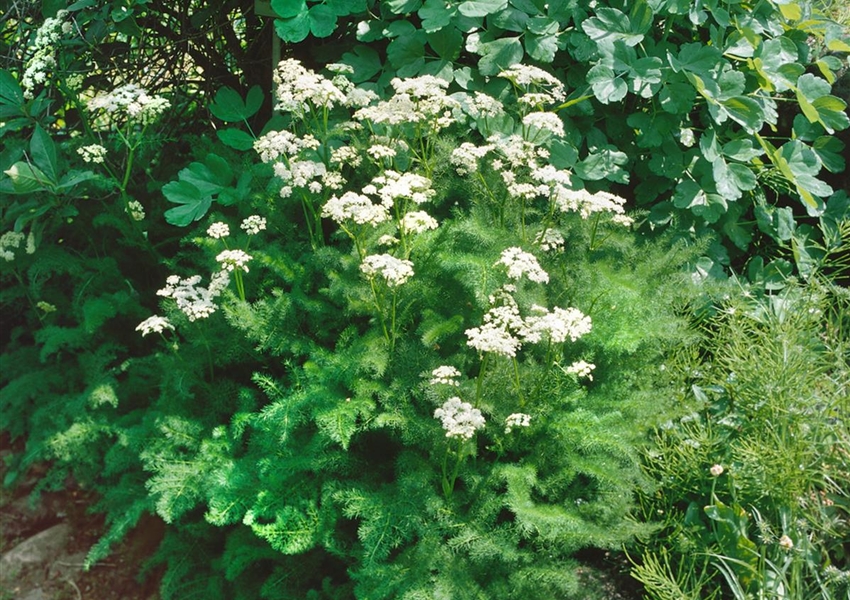 Gewöhnliche Bärwurz Floragard Pflanzeninfothek