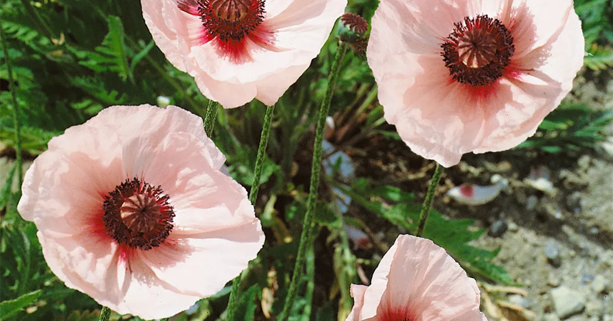 Orientalischer Mohn Pflanze, Pflege & Tipps Floragard