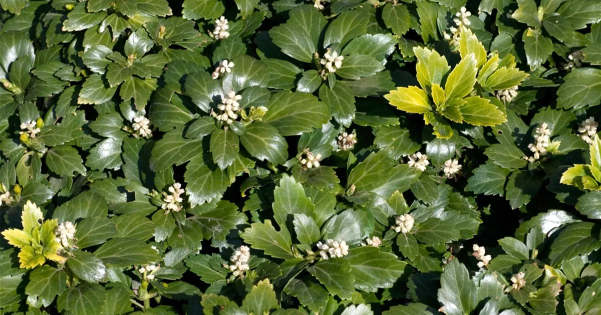 \'Tundra\' ▷ Floragard Pflanze, Pflege & Tipps Dickmännchen