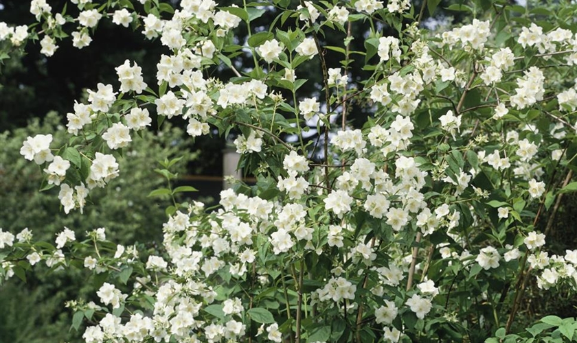 Gartenjasmin 'Schneesturm' Floragard Pflanzeninfothek
