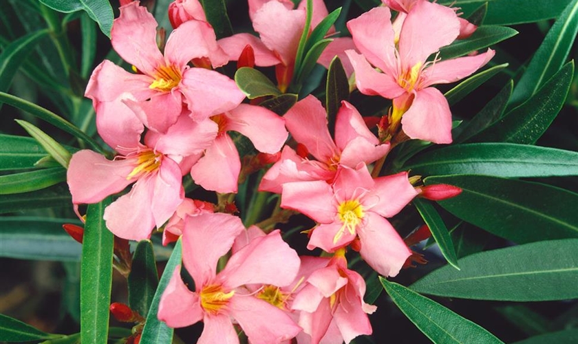 Oleander 'Apricot' Floragard Pflanzeninfothek