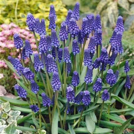 Bisamhyazinthe 'Superstar' Floragard Pflanzeninfothek