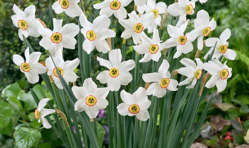 Narcissus poeticus 'Recurvus' Pflanze, Pflege & Tipps Floragard