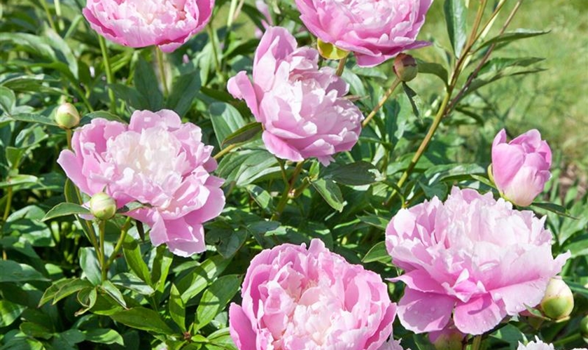 GartenPfingstrose, rosa Floragard Pflanzeninfothek