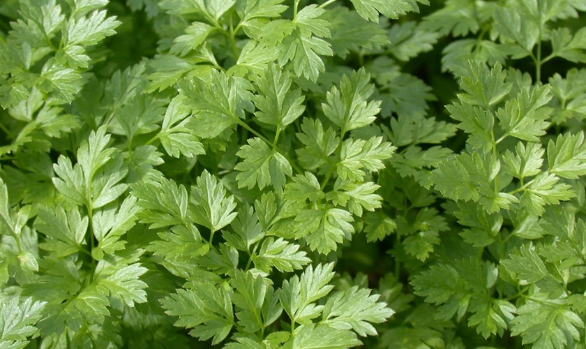 Glatte Petersilie Floragard Pflanzeninfothek