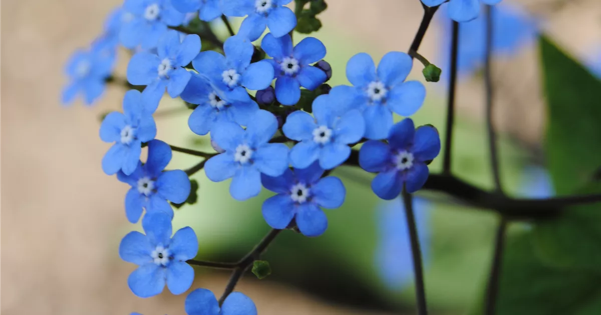 Garten Sumpf Vergissmeinnicht Floragard Pflanzeninfothek