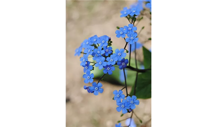 Garten Sumpf Vergissmeinnicht Floragard Pflanzeninfothek