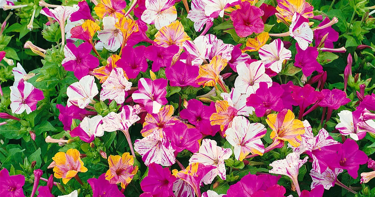 Wunderblume Broken Colours Mix Wunderblume Broken Colours Mix