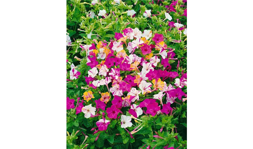 Wunderblume Broken Colours Mix Wunderblume Broken Colours Mix