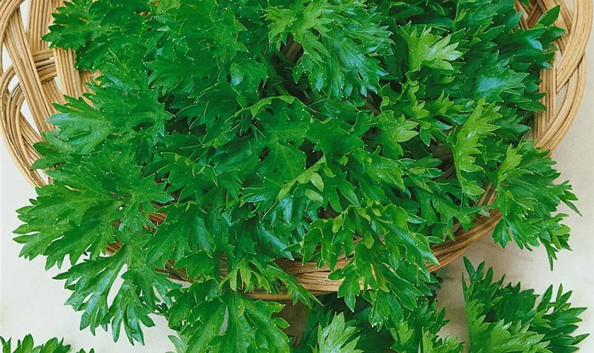 Petroselinum crispum 'Smaragda'