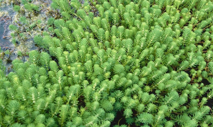 Brasilianisches Tausendblatt Floragard Pflanzeninfothek