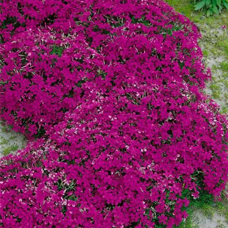 Garten-Teppich-Flammenblume 'Ochsenblut'