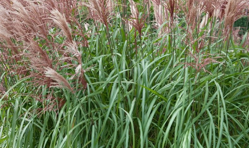 GartenChinaschilf 'Kleine Fontäne' Floragard Pflanzeninfothek