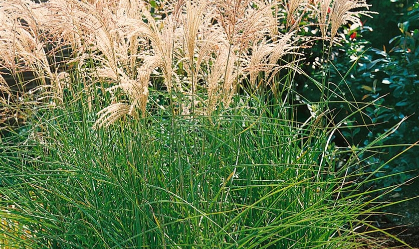 GartenChinaschilf 'Kleine Fontäne' Floragard Pflanzeninfothek