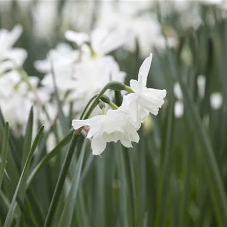 Narcissus cyclamineus 'White Tête à Tête'