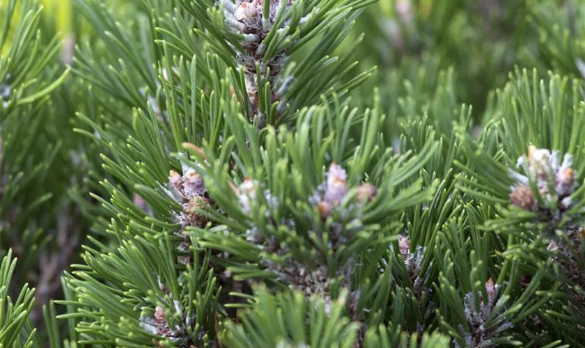 Pinus uncinata 'Kostelnicek'