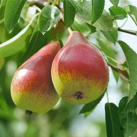 Pyrus communis 'Decora' Floragard Pflanzeninfothek