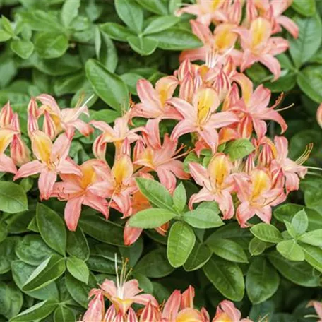 Rhododendron molle 'Victoria'